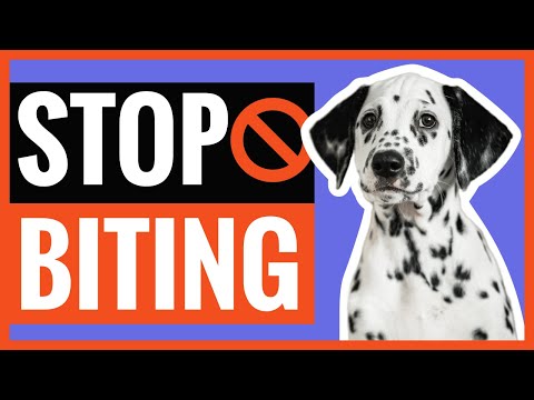 Tips To Make Your Dalmatian Puppy Bite Less!
