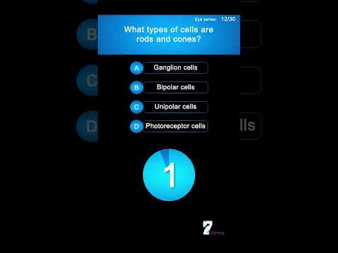 Welche Zelltypen sind Stäbchen und Zapfen?