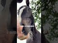 Ima Coconut Trending Horse Popular Equestrian Trend Funny Cute Shorts Meme Ytshort Fyp