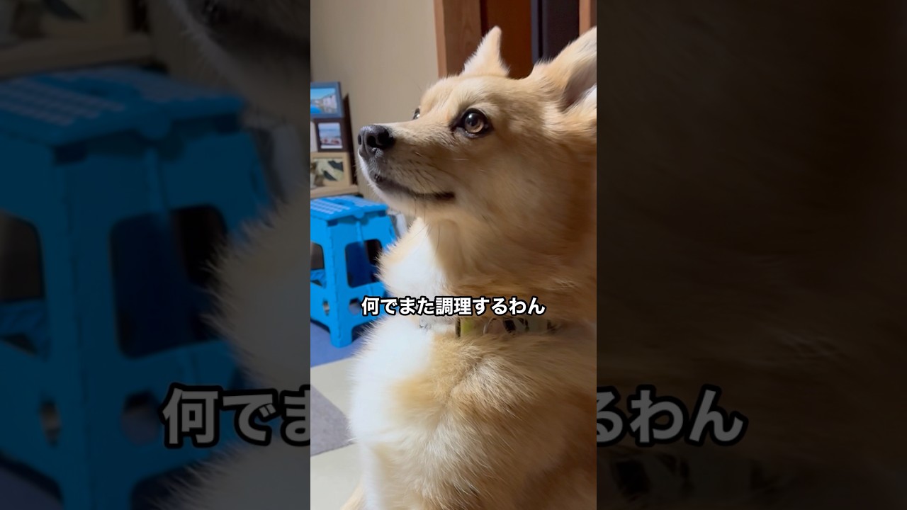 お芋さん大好き #ポメコギ #ポメコーギー #おいも