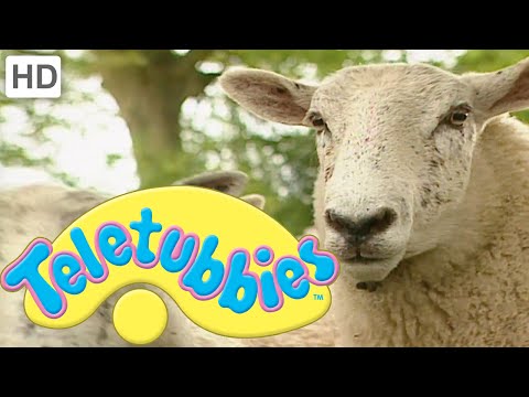 Teletubbies: Herding Sheep - Full Episode