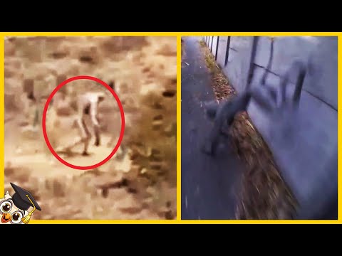 10 Terrifying Creatures Caught on Camera