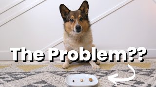 Struggling with Dog Training? It COULD be Your Treats!
