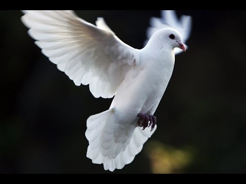 Bedeyah - Fly Away {Official Music Video}