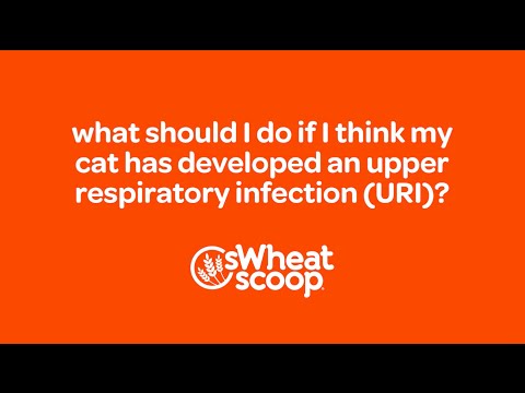 what should I do if I think my cat has developed an Upper Respiratory Infection (URI)?