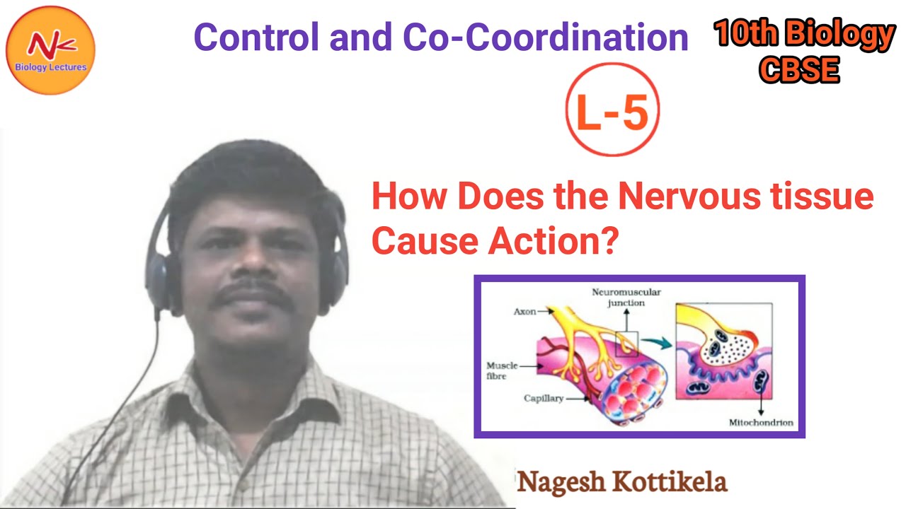 How Does the Nervous tissue cause action? | Control and Co-Ordination | Class 10 Biology | CBSE