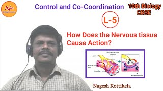How Does the Nervous tissue cause action? | Control and Co-Ordination | Class 10 Biology | CBSE