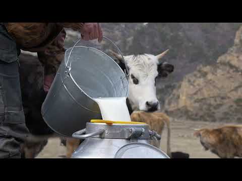 Product powder cattlact nutritional supplements, 1 kg, non p...