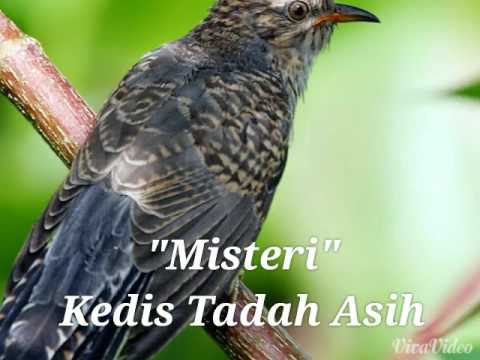 Misteri Burung Kedasih &quotSi Tadah Asih&quot