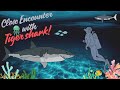 Close Encounter With Apex Predator Shark