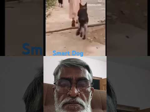 #smart dog