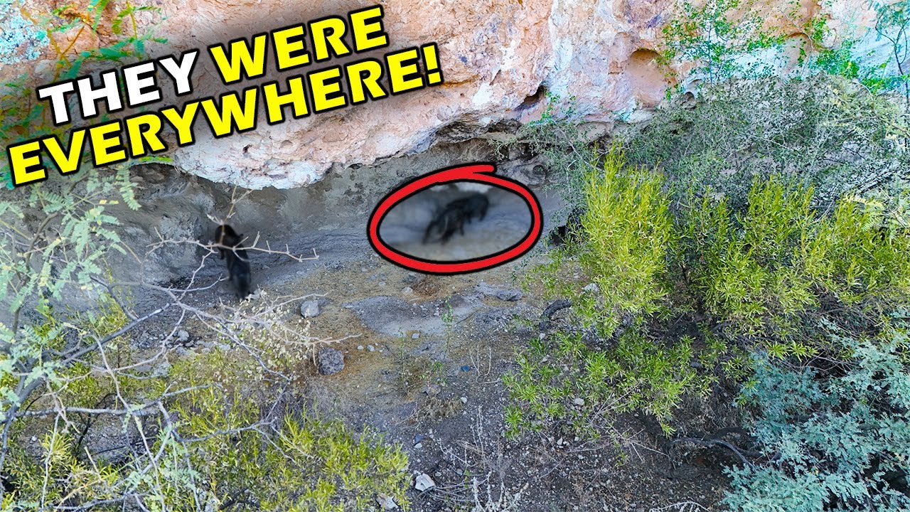 I Can't Believe What I Captured on my DRONE!