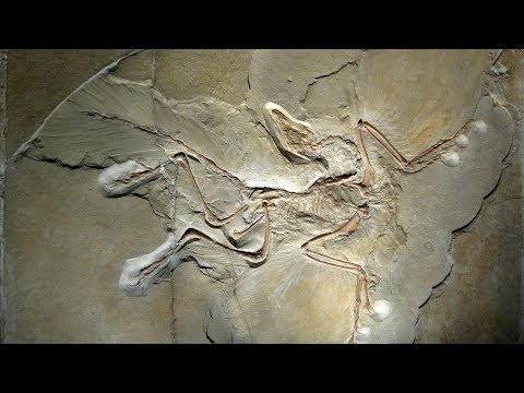 Archaeopteryx: The World’s Most Famous Bird