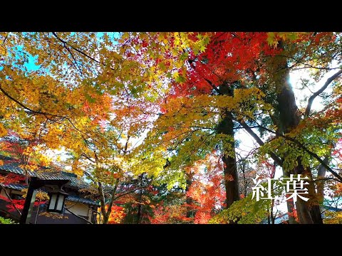 「村杉温泉環翠楼　深緑と紅葉」コンドルドローンシューティング