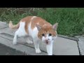Meowmix Maretu Version