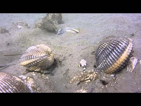 Extreme Catching Monster Razor Clams process! Fastest skills catch giant Geoduck