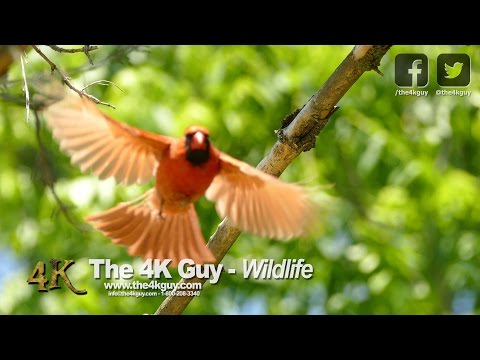 The 4K Guy: Wildlife Video Compilation - Ontario, Canada