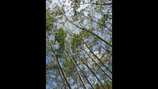 Download lagu Suara Merdu Burung sirtu Liar 🐦 #burung #alam #kicaumania mp3