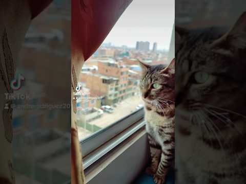 Me voy pal monte #youtubeshorts #michis #funny