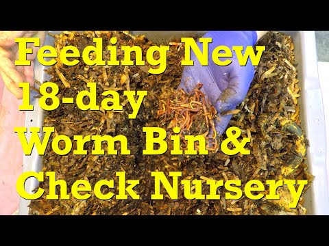 2nd feeding of 18-day red wiggler worm bin & aeration of straggler bin - vermicompost