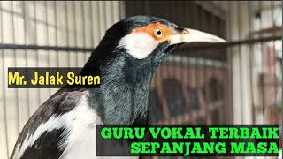 Download lagu Guru vokal murai batu (Jalak suren gacor) mp3 Download lagu Guru vokal murai batu (Jalak suren gacor) mp3