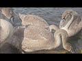 Swan Family feeding while Ducks dive in the lake to feed on leftover seeds 6th August