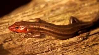 The Nature of Richmond