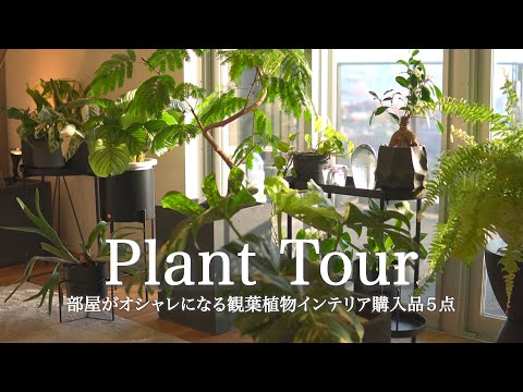 フレンチバルコニー:植栽のヒント トピックス