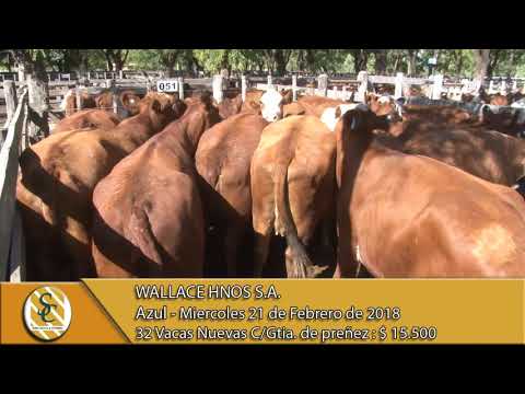 21-02-18 Venta de Vientres - Wallace Hnos S.A. - Azul.