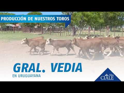 👉 CIALE Alta | Producción de 𝐆𝐑𝐀𝐋. 𝐕𝐄𝐃𝐈𝐀 | Braford ✅ La mejor #GENETICABOVINA