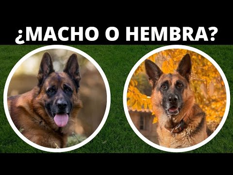 Pastor Alemán Macho O Hembra ¿Cuál Elegir? ⁉️✊