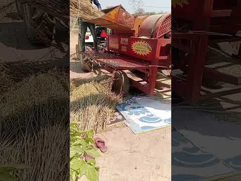 how to separate mustard oil seeds from mustard plants🌿🌿