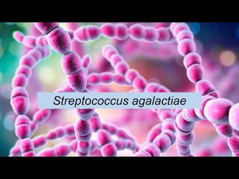 streptococcus a péniszen