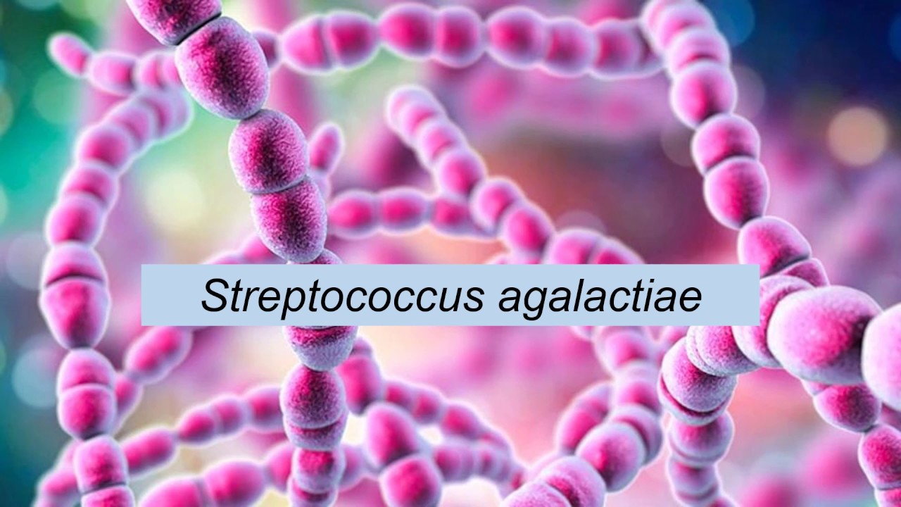 Microbiologia Médica: Streptococcus agalactiae