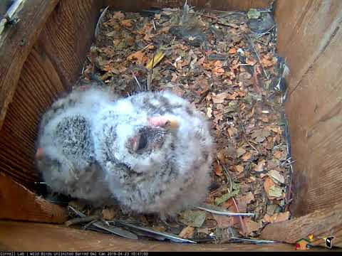 Owlet Looks At Cam, Hears Hooting | WBU Barred Owl Cam – Apr 23, 2019