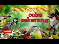 Suara Pikat Burcil Kombinasi Kutilang Dan Burung Kecil Ribut