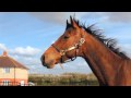 Whinny Ing Horse