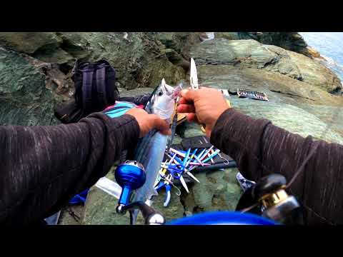 shore jigging Bonito & Barracuda