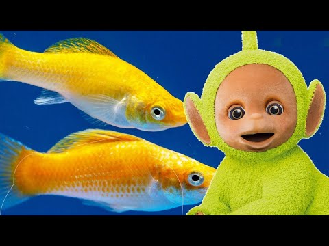 Animal Compilation - Best Teletubbies Animal Episodes