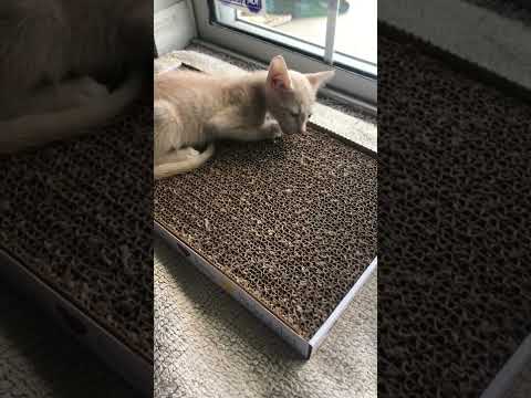 Pet Supermarket - Inhumane