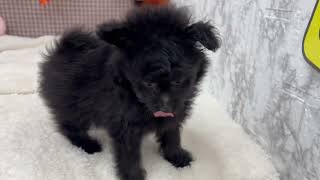 ハーフ犬の動画01