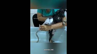 Cachorrinho Fofo Virou o Novo Amigo do Homem 🐶❤️