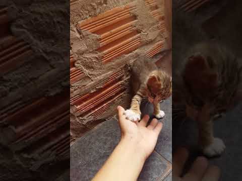 Três gatinhos  fofos