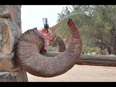 Sonora Desert Sheep Hunt