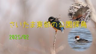 さいたま東部の公園探鳥 2025.02