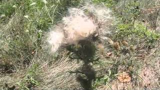 Moving Through The Seasons- feat. Red Red Meat (carpet of horses)