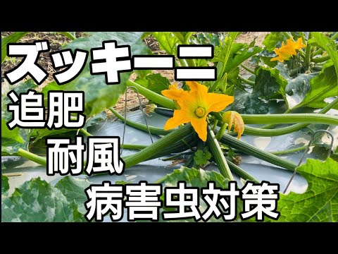 ズッキーニに牛乳は良いのでしょうか？うどんこ病も治りますか？  庭園