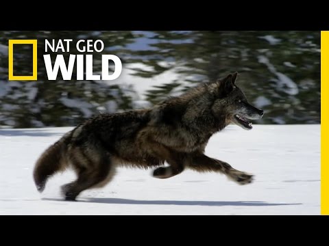 Thumbnail of the video: Hunting With the Dark Wolf | Wild Yellowstone