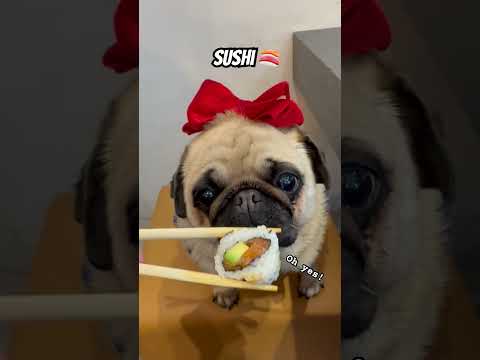 Stealing Mommy’s Sushi 🍣🤫 #dog #pug #shorts