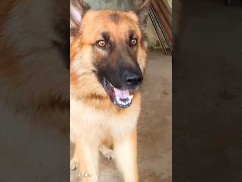 BARKING DOG Sound,Dog video sound, Barking #germanshepherd #shorts #shortvideo #barking
